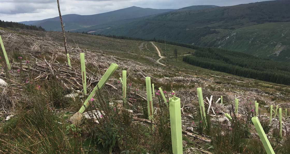 Recent analysis, though the subject of much debate, suggests that the size of forest clear-cuts in Europe increased by approximately 30 per cent from the period 2011-2015 to 2016-2018.