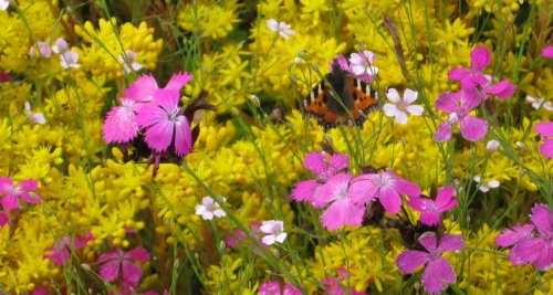Lindum’s Biodiverse Roof Mat